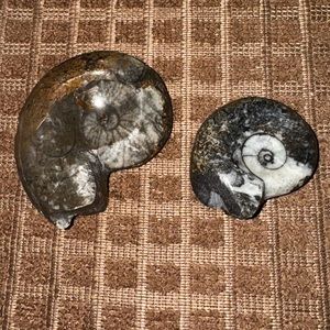 Set of 2 Ammonite Fossils